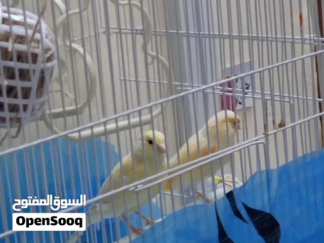 كناري مخاليف نثيه وفحل طبگ جديد سعر 35 بدون قفص المكان ابو الخصيب محيله