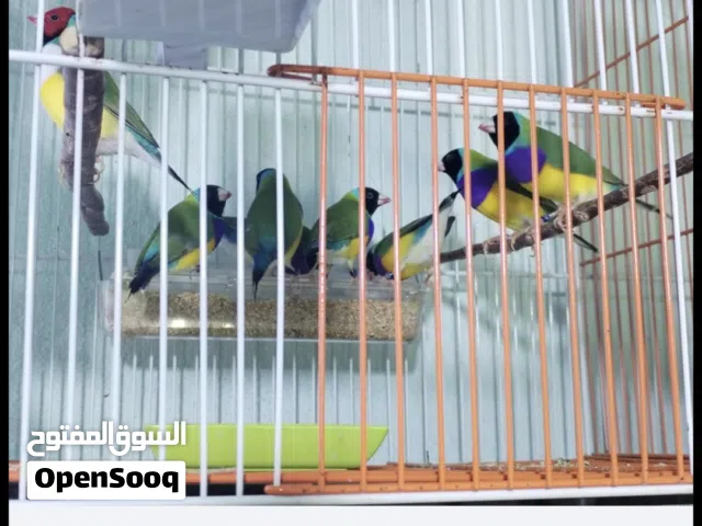 ذكر كولدن مع ذكر كوردن بلو مع ذكر بوم فنش مع طيره استار فنش انتاجي