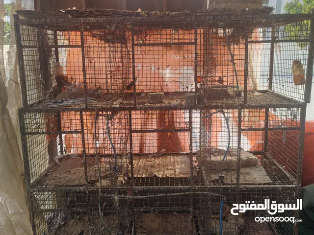 اقفاص محاكر