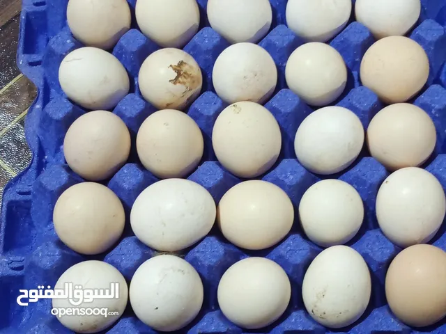 موجود بيض بناديق باكستاني
