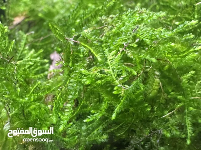 كريسمس مووس CHRISTMAS MOSS