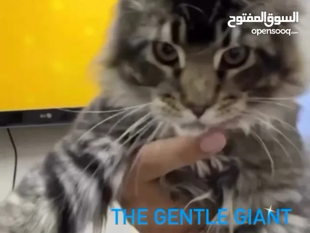 Mainecoon ماينكون cat