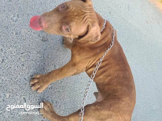 Dogue de Bordeaux Dog breed watsaap me for information