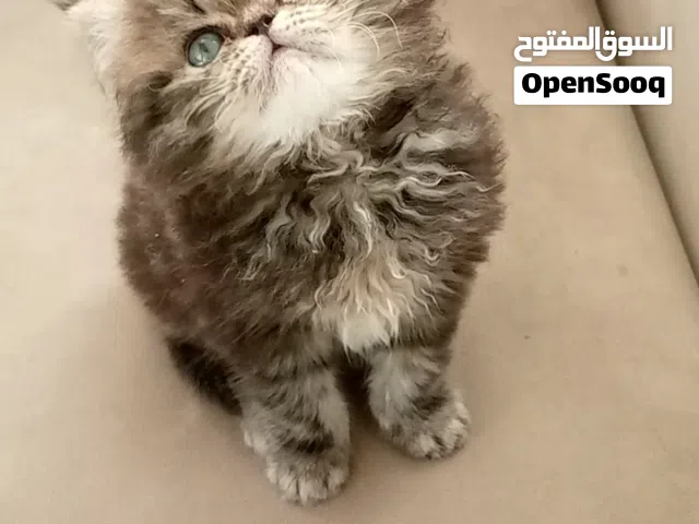 ذكر سكوتش ستريت عمر شهرين