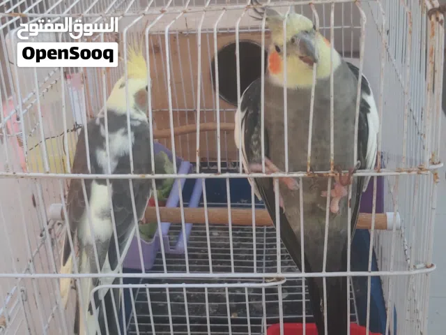 زوج كوكتيل