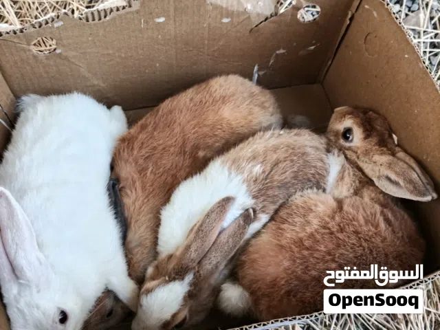 ارانب للبيع جوده عاليه 20 ريال