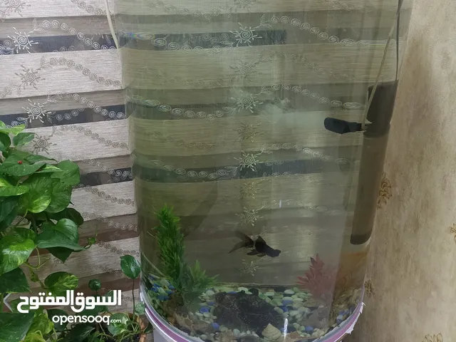 حوض سمك مستعمل