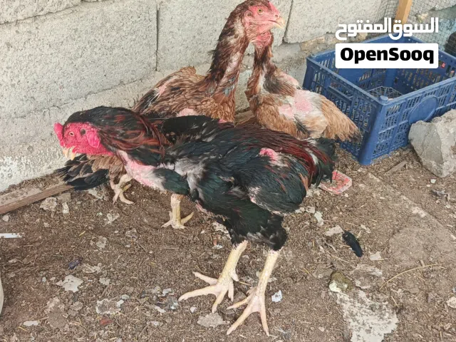 سلام عليكم متاح دجاج هراتي