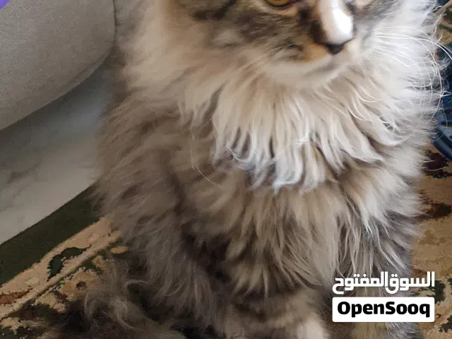 قط ذكر شيرازي