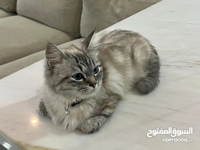 اربع قطاوه للبيع بصحه ممتازه