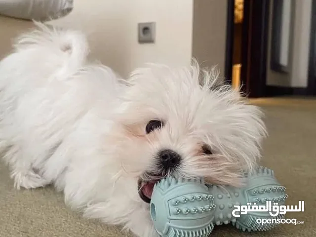 Female lovely and friendly Maltese puppy