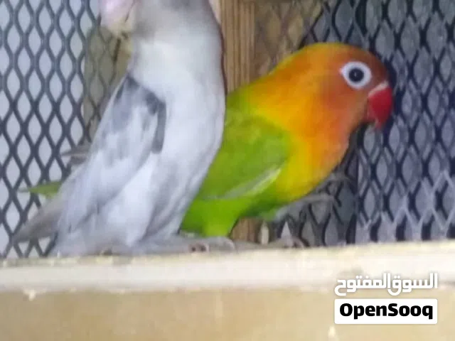 زوج فيشر جاهز