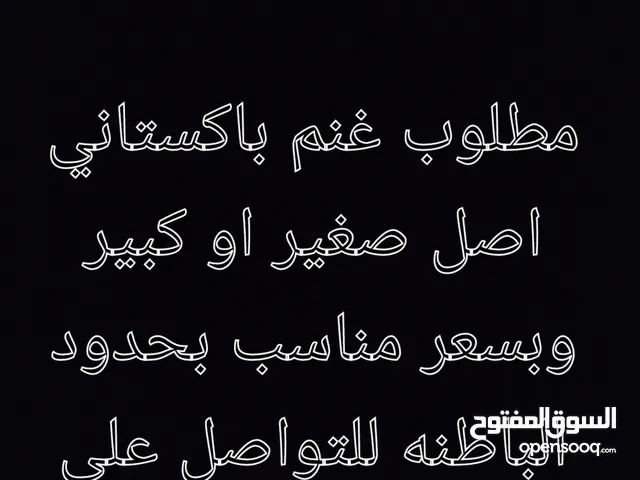 مطلوب غنم باكستاني صغير او كبير اصل ف حدود الباطنه لتواصل ع الرقم
