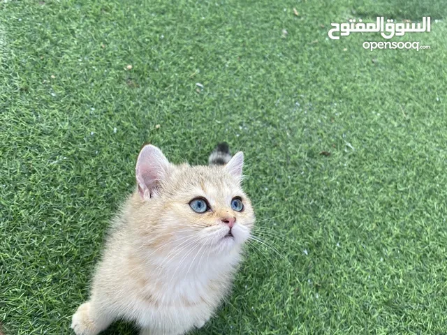 قطط سكوتش فولد وبرتش