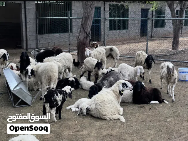 خرفان أضاحي وحلال المزرعة للبيع