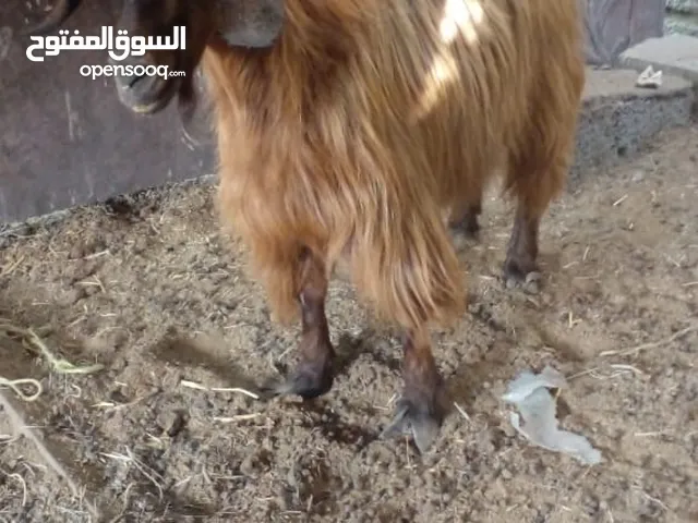 good goatkkk