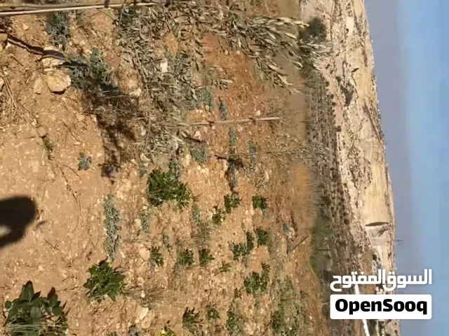 قطعة ارض مربعه تحتوي على نبعة مي في منطقة حيوية تصلح للسكن والزراعه و الاستخدام المتعدد