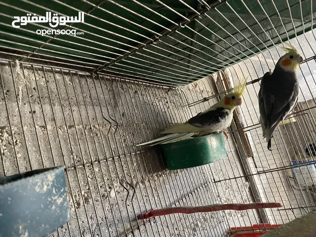 جوز كوكتيل معاهم فرخ للبيع 40 دينار