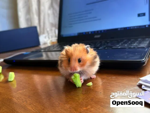 همستر صغار عمر شهر ونص للتنبي