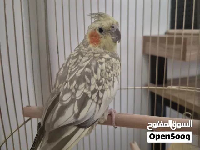 ذكر كوكتيل اليف