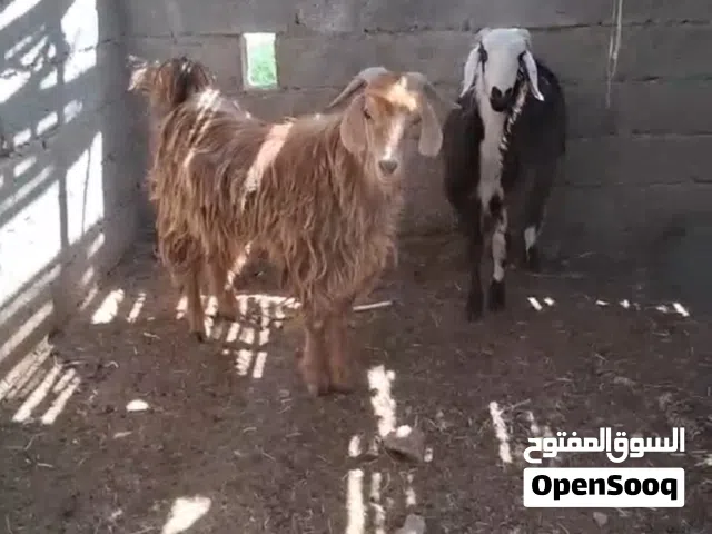 2 جدايه وكبش