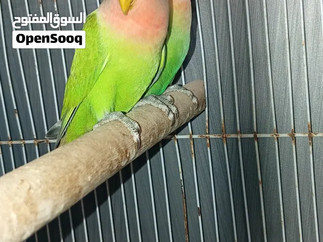 روز لفه حمرا