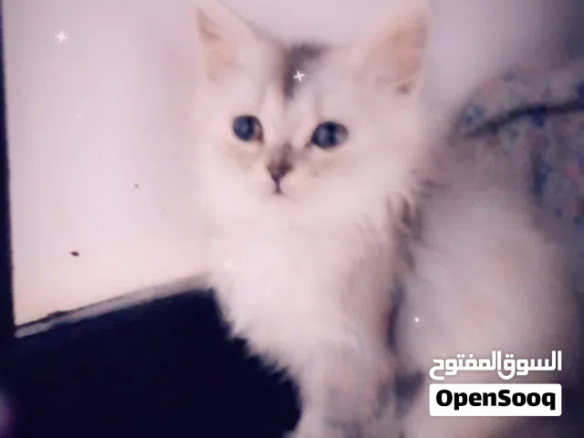 قطط للبيع شيرازي
