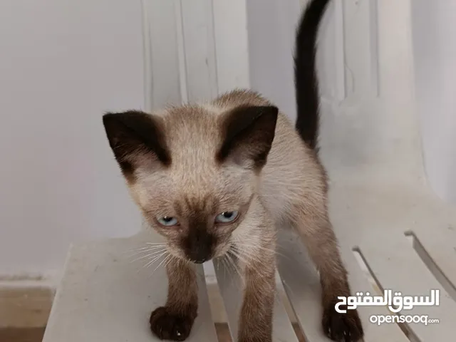 قط سيامى فصيله الايطاليه