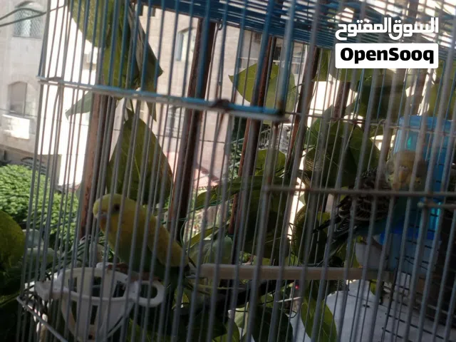 عصافير حب فقط 10 ليرات معروضات قابل