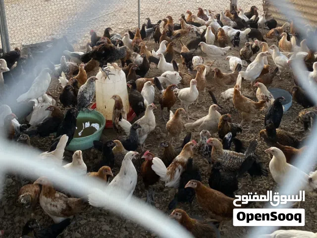 بيع دجاج عماني الوزن طيب