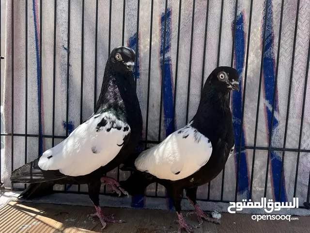 جوز مزهورات سود