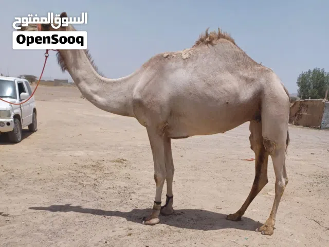 موجود جميع انواع الحلال