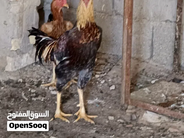 ديج هراتي للبيع