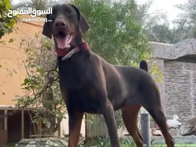 دوبرما بيور احمر