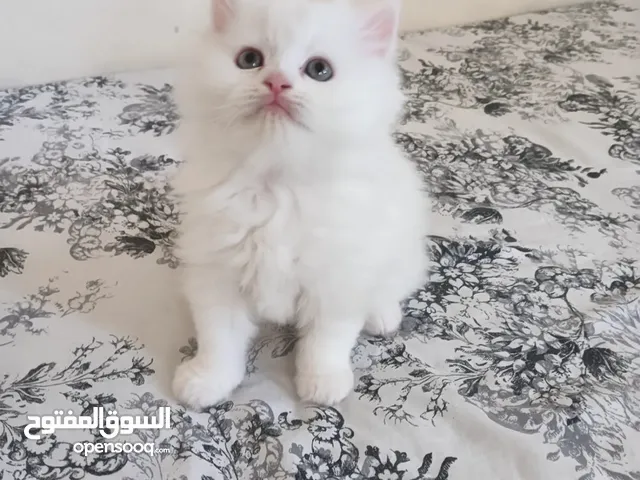 White Pure Persian Kitten