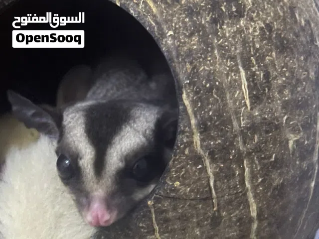 Sugar glider 5 Months Old Female Classic Gray