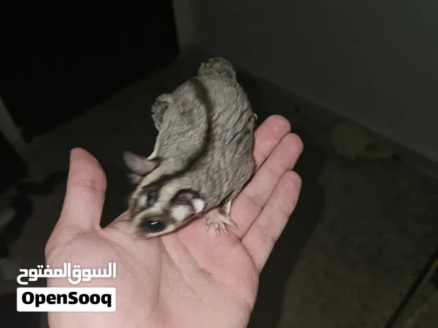 ذكر سنجاب طائر للبيع
