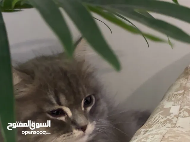 ابوظبي - شامخه 11