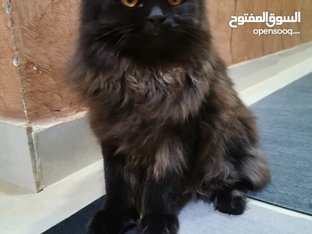 قط شيرازي باللون الأسود الملكي .