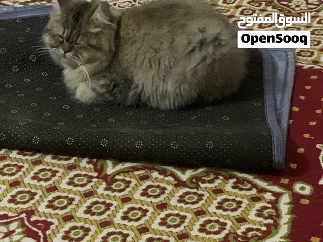 Cat  Siberian