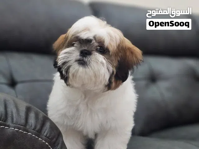 Shih tzu pure breed fully vaccinated