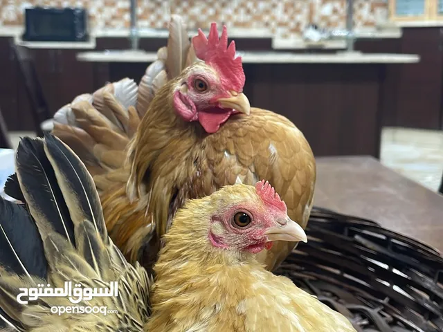 دجاج سيراما