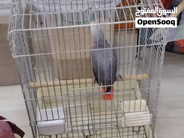 مطلوب ببغاء زنجباري صغير في حدود 1000 دينار ويكون مفيش عيب