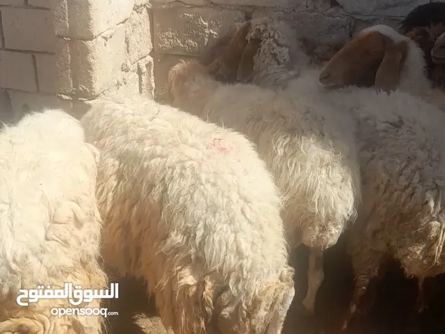 11 راس غنم فيها 7 حليب بسعر حرررررررق