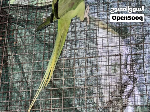 دره نيبالي انثى سوبر جمبو...