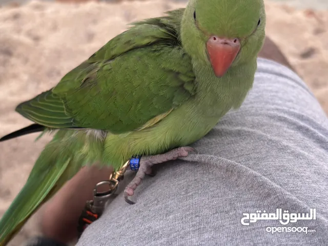 بغبغان الضره الهندي
