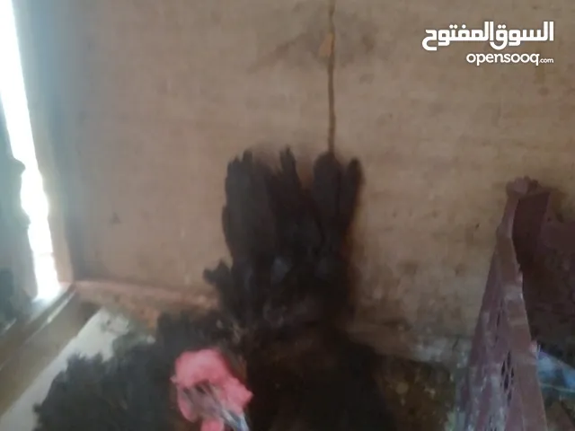 دجاج عرب كرك