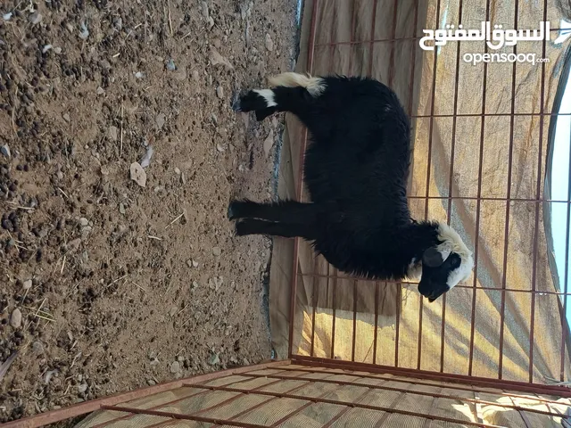 للبيع حمله طيبه عمر 4 شهور سمين