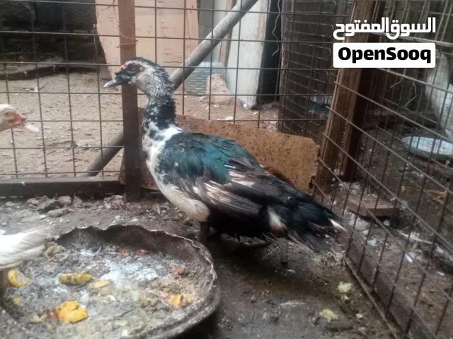 السلام عليكم فحل مصري خشن وشرط التبز