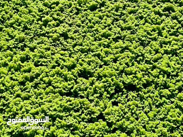 الازولا في قصر الاخيار العلوص متوفر خدمة توصيل لجميع المدن ليبيا